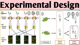 Types of Experimental Design [upl. by Nyla]