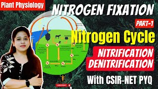 Nitrogen Fixation Part I  Nitrogen Cycle  Nitrification  Denitrification  CSIR PYQs [upl. by Arod]