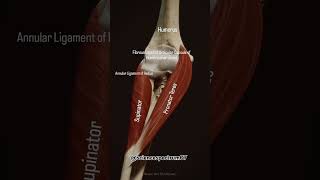 Action Pronates forearm at radioulnar jointsSuphatInnervation Median nerve anatomystandard [upl. by Notfa]