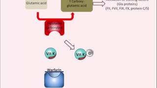 Warfarin  Mechanism of Action [upl. by Eenor]