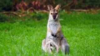 Rednecked Wallaby Macropus rufogriseus banksianus ♀ with Joey 3 [upl. by Meadow]