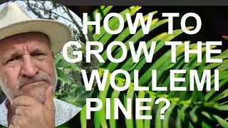 How to Grow the Wollemi Pine  Wollemia nobilis [upl. by Hirai636]