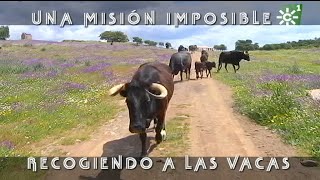 Toros de El Añadío misión imposible traslado de vacas con sus becerritos  Toros desde Andalucía [upl. by Ornstead226]