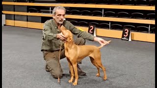 Magyar Vizsla Show  CACIB Oldenburg 2023 [upl. by Nerw]