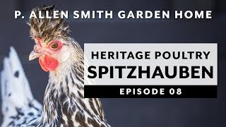 Heritage Poultry  Appenzeller Spitzhauben Garden Home VLOG 2019 4K [upl. by Zimmer]