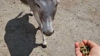 Esel im Tiererlebnispak Buchenberg Waidhofen an der Ybbs kluge Tiere  Jeder hat seinen Rang [upl. by Neahs]