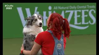 Jennifer And Daiquiri at Crufts 2022 [upl. by Corvin]