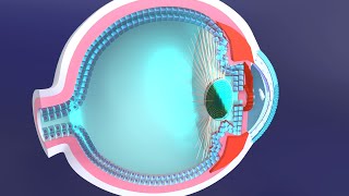 3D Accommodation Reflex Explained The Role of the Ciliary Muscle in Eye Focus Adjustment [upl. by Adnileb]