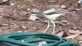 Bush Stone Curlew family [upl. by Niccolo]