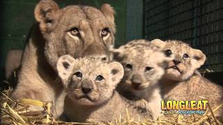 Longleat Lion Cubs at four weeks old [upl. by Mongeau597]