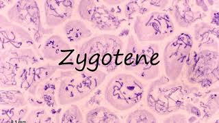 How to Pronounce Zygotene [upl. by Ailuy172]