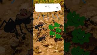 Ants do agriculture like Humans [upl. by Natie735]