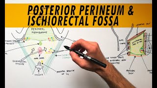 Posterior Perineum amp Ischiorectal Fossa  Anatomy Tutorial [upl. by Liatrice]