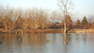 duck hunting quotcanvasback footagequot [upl. by Lebbie]