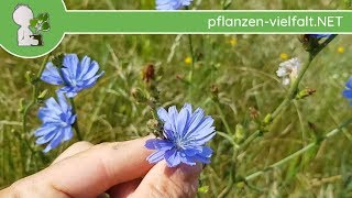 Gew Wegwarte  Ganze Pflanze  230618 Cichorium intybus  Essbare Wildkräuter bestimmen [upl. by Thane]