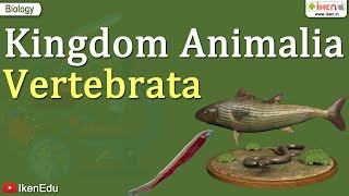 Kingdom Animalia  Vertebrata  Class 11 Biology  iKen [upl. by Gerdy]