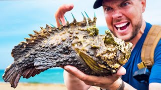 STUNG by a Stonefish Most Painful Sting on Earth [upl. by Kreegar]