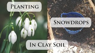 Garden Experiment  Planting Old Snowdrop bulbs in Clay Soil [upl. by Ardried]