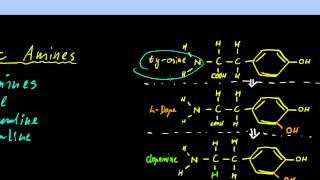 Part 11  Neurotransmitters and Neuromodulators [upl. by Chon]