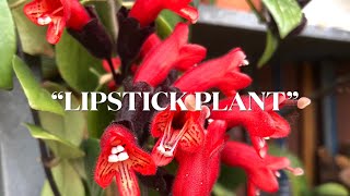 LIPSTICK PLANT IN BLOOM  HOUSEPLANT COLLECTION [upl. by Nilved]