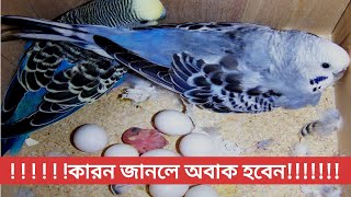 বাজরিগার পাখির ডিম ফুটে না কেন বাজরিগার পাখি পালন পদ্ধতি Budgerigar bird breeding [upl. by Wyck]