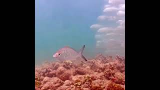 Coral City Camera  Crevalle Jack Attack  5224 [upl. by Rudich]