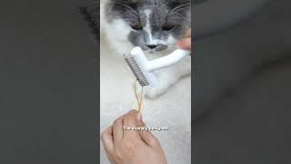 Musthaves for petowning families aumuca aumucapetbrush cats catlover catvideos cat catmom [upl. by Awahsoj641]