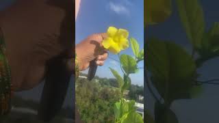 Allamanda creeper 🌼 😍🥰ytshotsSunithasnaturalGardeningvlogs 😍 [upl. by Gowon587]