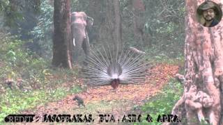 Elephant amp Peacock Dance Combination [upl. by Ahsimal409]