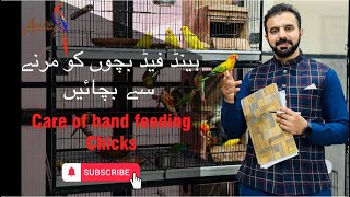 Care of feeding chicks parrots parrotslover handfeedingchicks adeel birdsaviary aviculture [upl. by Adahs424]