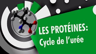 Cycle de lurée  Les protéines 44 [upl. by Vladimir]