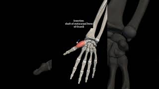 opponens pollicis with origin insertion Nerve supply actions thenar muscleupperlimb anatomy hand [upl. by Atilehs]