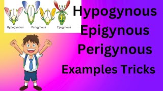 Hypogynous Perigynous Epigynous Flower examples trick [upl. by Amos]