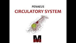 PENAEUS CIRCULATORY SYSTEM [upl. by Rachaba]