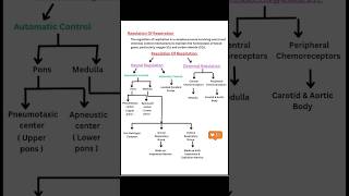 Regulation of respiration  one page anatomy notes [upl. by Jaquenetta]