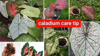 how to take care of a caladium plant [upl. by Ylrbmik543]