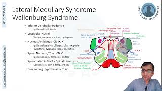 Medulla Lesions [upl. by Darej517]
