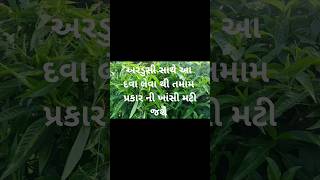 Ardusi Na Faydaઅરડુસી ના ચમત્કારિક ફાયદા [upl. by Daeriam445]