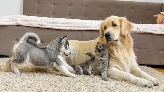 Golden Retriever is Shocked by the First Meeting of a Husky Puppy and a Kitten [upl. by Mulford572]