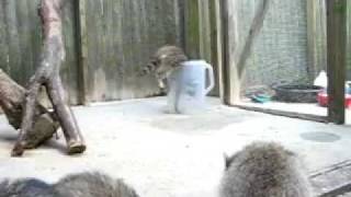 Baby raccoon gets himself into a little trouble [upl. by Raviv46]