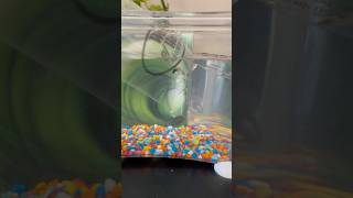 Acclimating my new pet fish 🐠  fish fun funboysadventure pets tanks [upl. by Ainitsirhc]