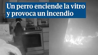 Un perro enciende la vitrocerámica de su casa y provoca un incendio [upl. by Sherl]