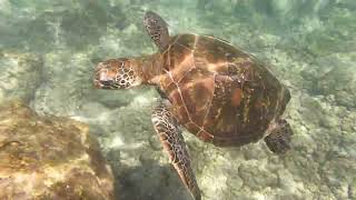 Snorkeling with Green Sea Turtles in the Galápagos Islands [upl. by Alyad749]