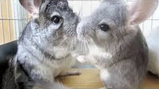 Chinchilla barking Chinchillas playing together Chinchilla running fast [upl. by Christabella]