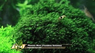 Phoenix Moss  Fissidens fontanus [upl. by Ahsirhcal]