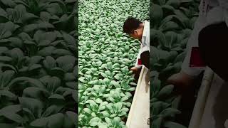 Hydroponic vegetables farm 👍agriculture hydroponics satisfying harvesting garden plants video [upl. by Heilner423]