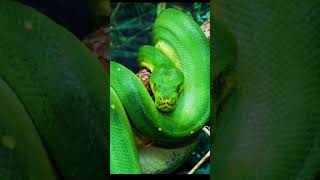 Blue snake viralvideo [upl. by Schiro]