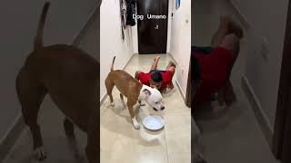 Questo video è la dimostrazione che l’umano non può competere con un animale 🐶🐶 funny dog dogs [upl. by Paige]