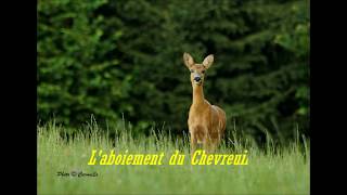 Aboiement du chevreuil [upl. by Atrebla]