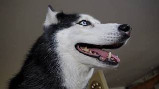 Mishka the Talking Husky in HD  High Definition [upl. by Mutua]